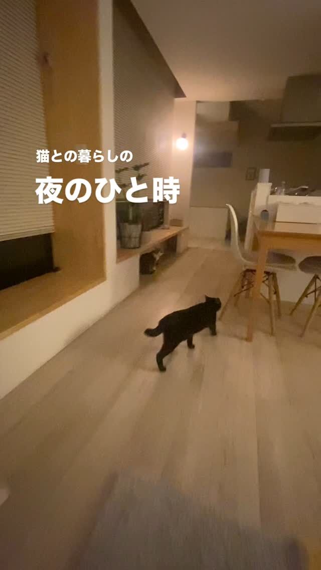猫との暮らしの
夜のひと時

それまで、それぞれの場所で
ひとり時間を楽しんでいた空と華

夜も深まる頃
いつもなんとなく同じタイミングで
リビングに集まってくる
猫たちの不思議🐱🐱

#猫との暮らし 
#猫 
#保護猫のいる暮らし 
#猫と家
#心地よい暮らし