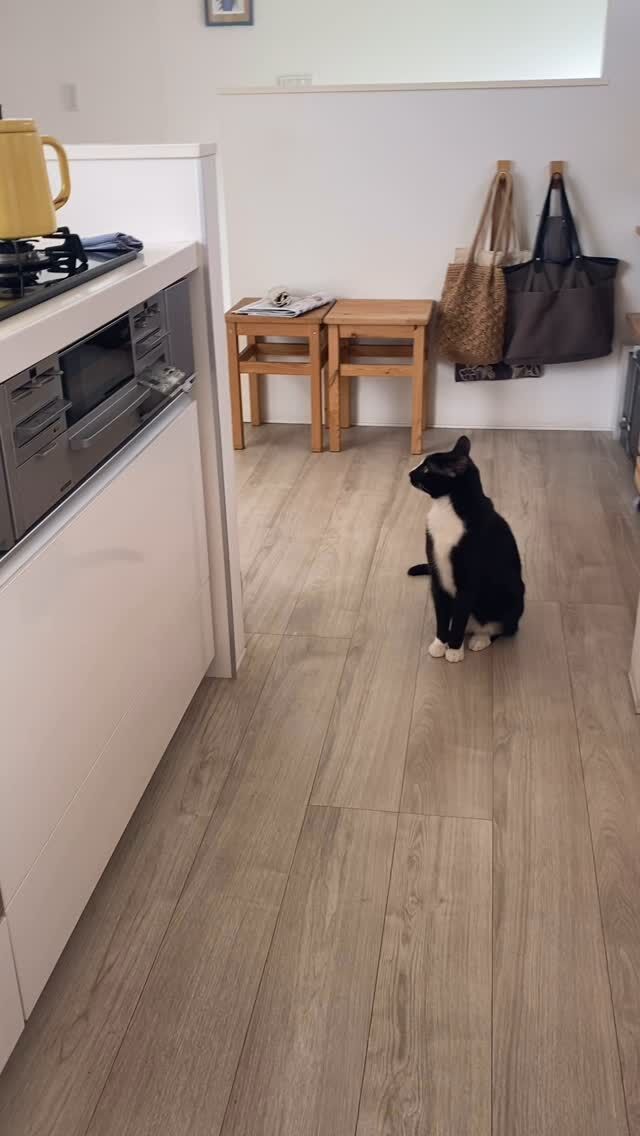 回遊できるキッチン
猫も人も喜ぶ動線に

グルッと1周できる
横並びのキッチンとダイニングテーブル

ダイニングテーブルで仕事しながら
キッチンで作業したり
家事動線がとってもスムーズ

そして何より今は！
あまり仲良しではない空、華、風太が
適度な距離感で鉢合わせしない！
回遊できる動線は猫たちにとっても良い動線に👍

ダイニングテーブルも
キッチンカウンターも床も
猫たちのまったりスペースに

人も猫もぶつからない
適度な距離感が保てる回遊動線
我が家にとっては取り入れてよかったことの１つです！

#猫との暮らし 
#心地よい暮らし
#家づくり 
#住宅収納スペシャリスト 
#回遊動線