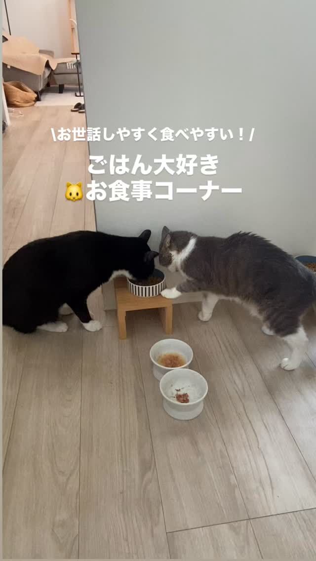 \人も猫も心地よく暮らす/
間取り決めの際は
猫と暮らす動線のイメージも大事！

🐱のお食事コーナーも
準備しやすく
掃除もしやすく
お世話もしやすい動線検討が
毎日の快適さにつながります！

我が家もキッチンを中心に回遊できる動線で
猫も人もぶつからず
お互い良い距離感を保ちながら暮らせてます！

<<<<<講座開催 お知らせ>>>>>

▪︎新築、リフォームの間取り決めや
収納検討にも役立つ✨

【住宅収納スペシャリスト認定講座】
8/20（水）対面講座　会場:恵比寿まきの木
8/27（水）・9/17（水）  オンライン講座

▪︎自分に合った片付けの方法を
正しく学べる✨

【整理収納アドバイザー2級認定講座】
8/22（金）・9/25（木）　対面講座
会場:田無駅マーシュroom

講座の詳細・お申込みは
プロフィール欄　ハイライト講座日程
@ito_mikayo 

DMからもお気軽にお問い合わせください！

#猫との暮らし 
#住宅収納スペシャリスト 
#整理収納アドバイザー
#猫と家 
#間取り