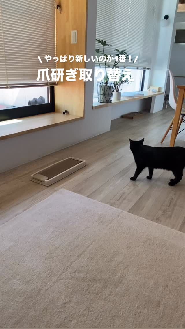ネコとの暮らしにかかせない！
\ 爪研ぎ/

仲良しではない3🐱達との生活になって
爪研ぎも増え！家の各場所に配置

人もネコも皆が集まるリビングの爪研ぎは
それぞれがリビングに来る度に
バリバリ、バリバリ、バリバリ
爪研ぎ交換しても
あっという間にボロボロに😅

ネコが爪研ぎするのは
マーキングだったり
爪のメンテナンスだったり
ストレス発散だったり
気分転換だったり
色々意味があるようですが

「リビング私来ました〜」の連絡掲示板のような！？役割もあるようです😊

そして、新しく交換したばかりの爪研ぎに敏感なネコ達！
交換した途端にみんなやって来ます🐾

あっという間にボロボロになる爪研ぎ替えも多めにストック👍

収納スペースはトイレ砂と一緒にストック管理で買い忘れ防止にもなってます！

インテリアに合わせて選んだ爪研ぎよりも
結局ふつ〜の爪研ぎが1番人気😊

ネコとの暮らしには欠かせない大事なアイテムです🐱

#猫との暮らし #爪研ぎ #猫とインテリア 
#心地よい暮らし #猫のいる暮らし